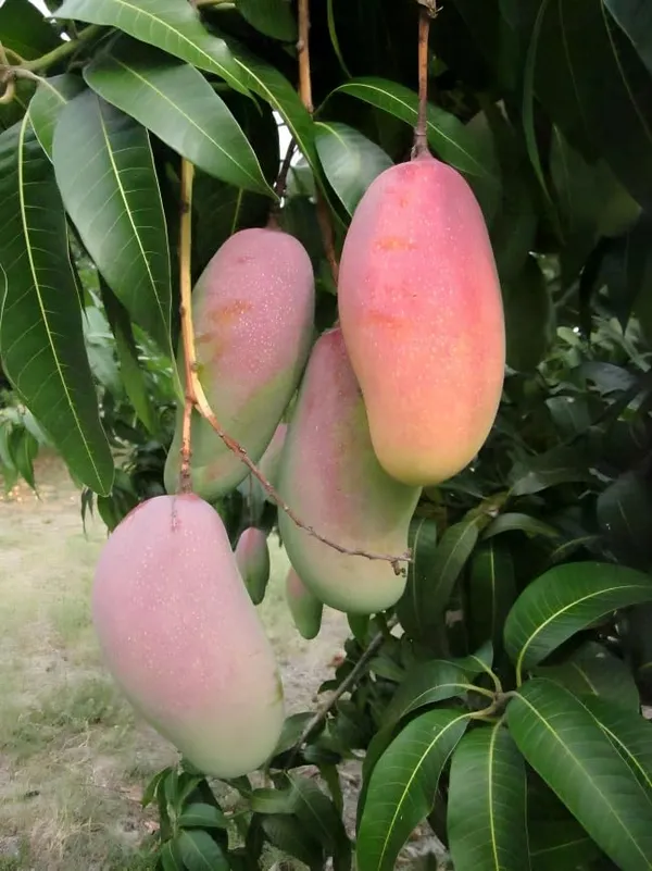 All-Time_Mango_Plant_Grafted_Tree_Japanese_Variety_(Height_2-3_Feet_Fruits_Come_After_1-2_Years_Of_Planting)_Healthy_Hybrid_Baramasi_Mango_Fruit_Plant_For_Home_Garden