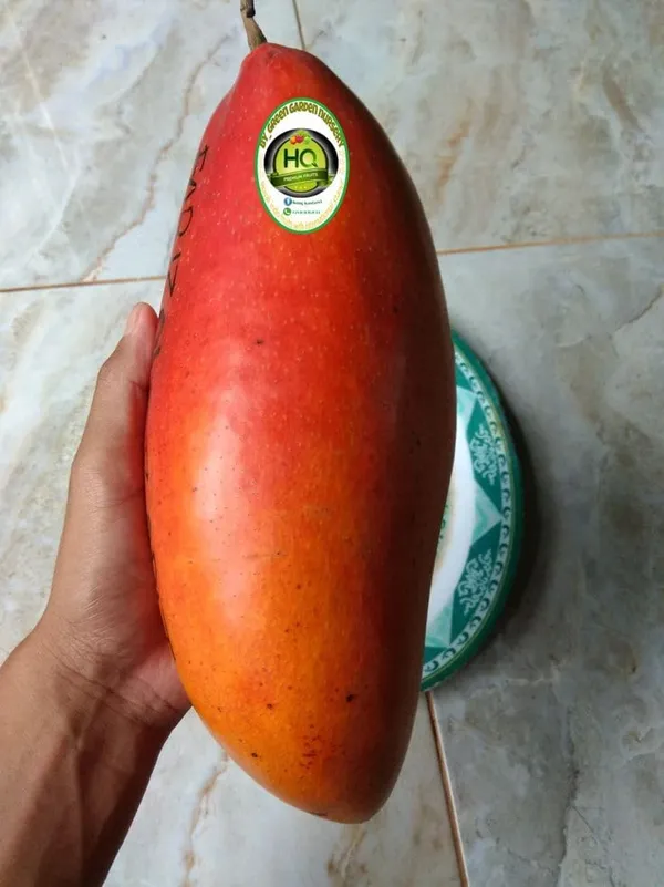 All_Time_Mango_Plant_Japanese_Variety_Grafted_Tree_Short_Time_Fruit_Plant