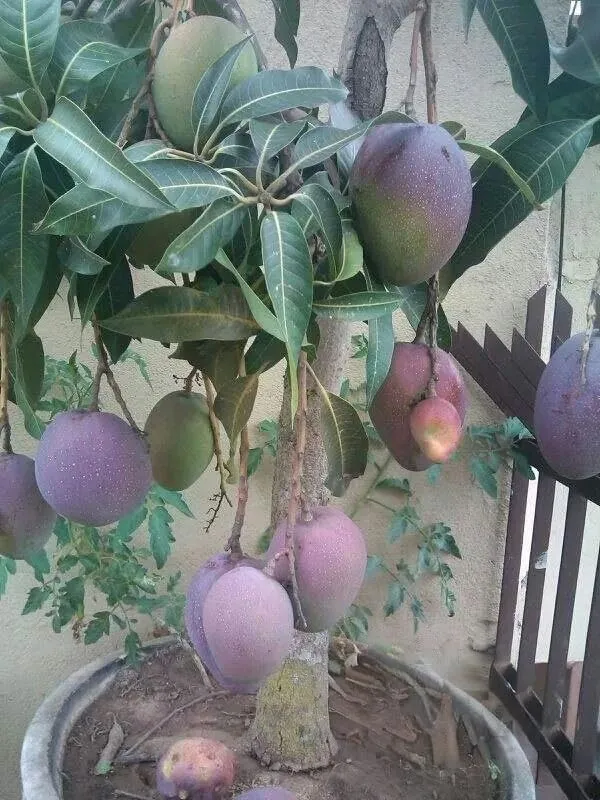 Purple_Miyazaki_Mango_Plant_Original_Height_-_1.5-2_Feet_Tall,_Grafted_Producing_Sweet_Fruits_In_Just_2-3_Years_-_Perfect_For_Home_Gardens
