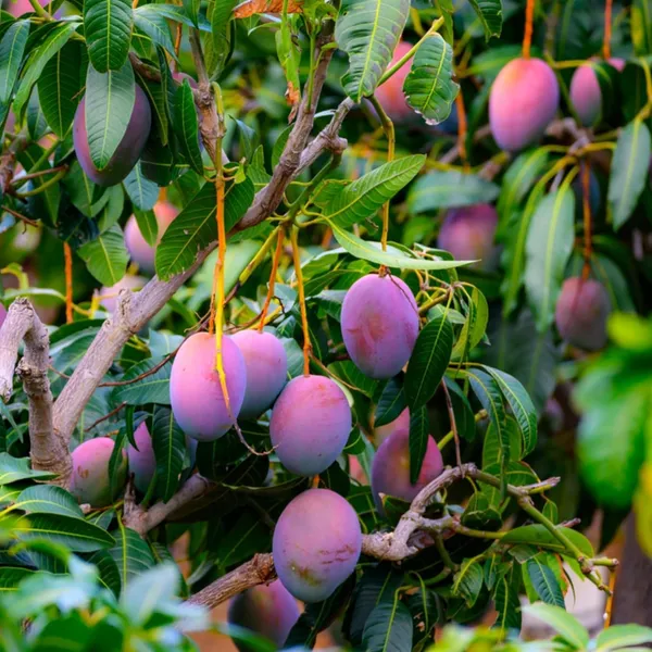 Purple_Miyazaki_Mango_Plant_Original_Height_-_1.5-2_Feet_Tall,_Grafted_Producing_Sweet_Fruits_In_Just_2-3_Years_-_Perfect_For_Home_Gardens