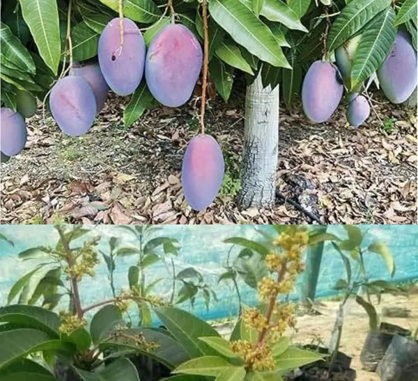 Purple_Miyazaki_Mango_Plant_Original_Height_-_1.5-2_Feet_Tall,_Grafted_Producing_Sweet_Fruits_In_Just_2-3_Years_-_Perfect_For_Home_Gardens
