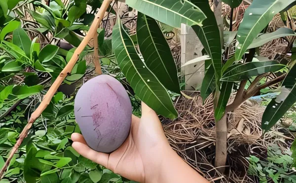 Purple_Miyazaki_Mango_Plant_Original_Height_-_1.5-2_Feet_Tall,_Grafted_Producing_Sweet_Fruits_In_Just_2-3_Years_-_Perfect_For_Home_Gardens