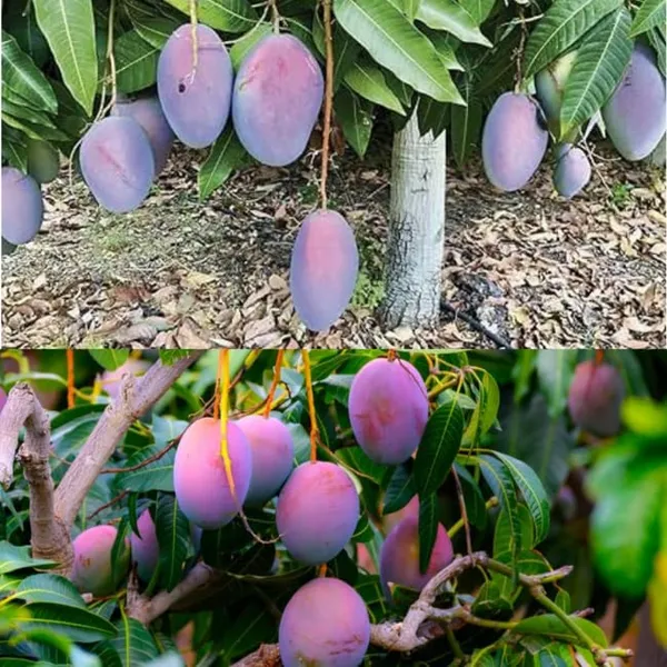 Purple_Miyazaki_Mango_Plant_Original_Height_-_1.5-2_Feet_Tall,_Grafted_Producing_Sweet_Fruits_In_Just_2-3_Years_-_Perfect_For_Home_Gardens