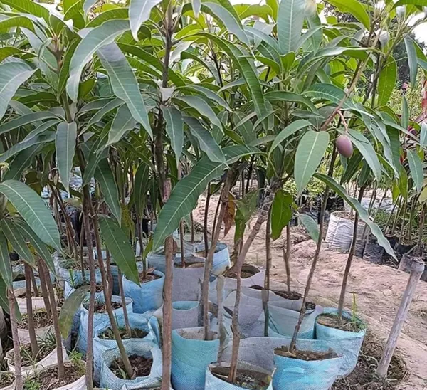 Purple_Miyazaki_Mango_Plant_Original_Height_-_1.5-2_Feet_Tall,_Grafted_Producing_Sweet_Fruits_In_Just_2-3_Years_-_Perfect_For_Home_Gardens