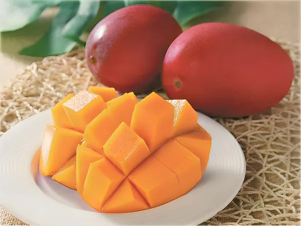 World?S_Costliest_Japanese_Miyazaki_Mango_Plant_Original_(Height_1.5-2_Feet)_Mango_Plant_Hybrid_Type_Taiyo_No_Tamago_Eggs_Of_Sun_Exotic_Mango_Tree_Grafted_For_Your_Garden_Pack_Of_2