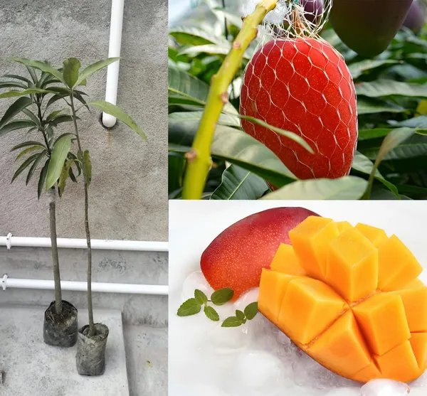 World?S_Costliest_Japanese_Miyazaki_Mango_Plant_Original_(Height_1.5-2_Feet)_Mango_Plant_Hybrid_Type_Taiyo_No_Tamago_Eggs_Of_Sun_Exotic_Mango_Tree_Grafted_For_Your_Garden_Pack_Of_2