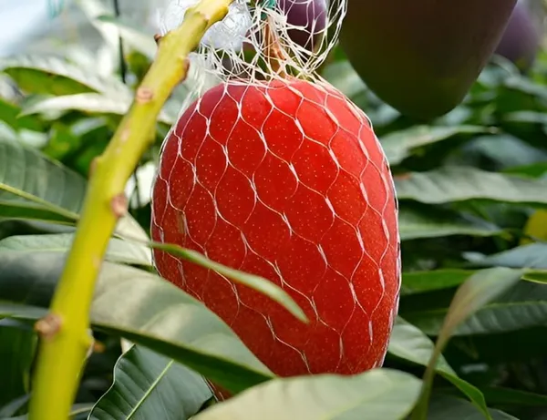 World?S_Costliest_Japanese_Miyazaki_Mango_Plant_Original_(Height_1.5-2_Feet)_Mango_Plant_Hybrid_Type_Taiyo_No_Tamago_Eggs_Of_Sun_Exotic_Mango_Tree_Grafted_For_Your_Garden_Pack_Of_2