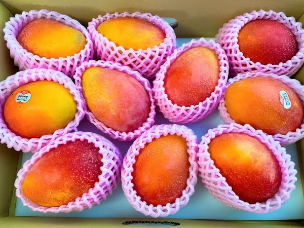 World?S_Costliest_Japanese_Miyazaki_Mango_Plant_Original_(Height_1.5-2_Feet)_Mango_Plant_Hybrid_Type_Taiyo_No_Tamago_Eggs_Of_Sun_Exotic_Mango_Tree_Grafted_For_Your_Garden_Pack_Of_2