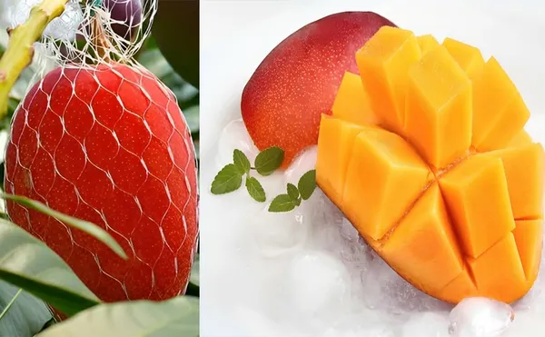 World?S_Costliest_Japanese_Miyazaki_Mango_Plant_Original_(Height_1.5-2_Feet)_Mango_Plant_Hybrid_Type_Taiyo_No_Tamago_Eggs_Of_Sun_Exotic_Mango_Tree_Grafted_For_Your_Garden_Pack_Of_2