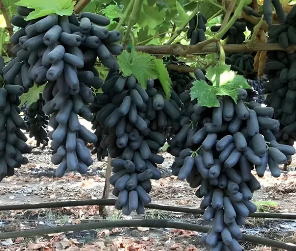 Moon_Drop_Grapes_Fruit_Plant__(Plant_Height_2-3)_Healthy__Super_Yielding_Early_Fruting