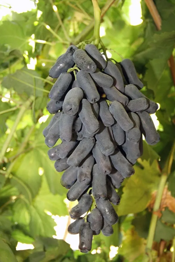 Moon_Drop_Grapes_Fruit_Plant__(Plant_Height_2-3)_Healthy__Super_Yielding_Early_Fruting