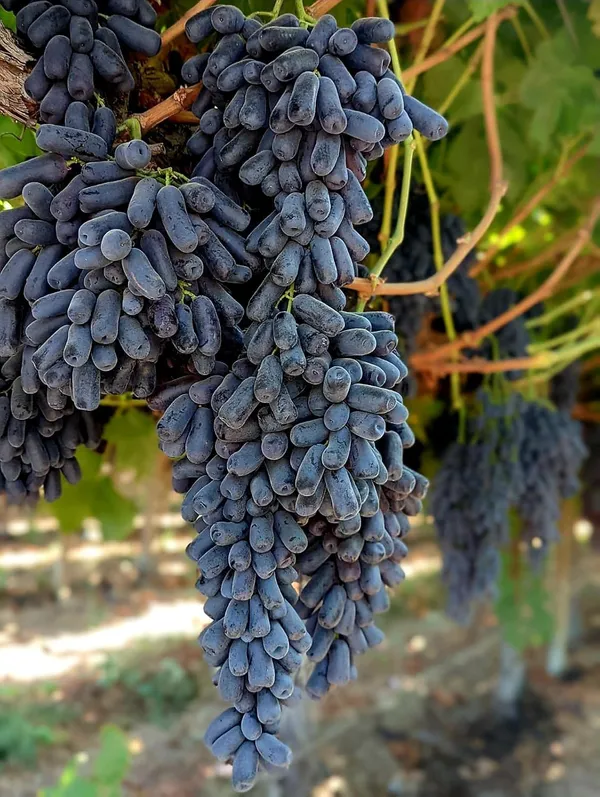 Moon_Drop_Grapes_Fruit_Plant__(Plant_Height_2-3)_Healthy__Super_Yielding_Early_Fruting