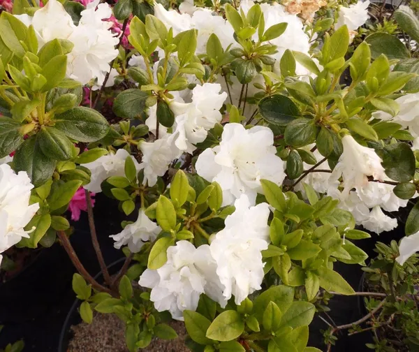 Madonna_Azalea_Flower_Height_1.5-3_Feet_Flower_After_1-2_Years_Beautiful_Azalea_Plant_Live_For_Home_Gardening,_Shrub,_Bush_Azalea_Flower_Tree