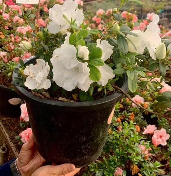 Madonna_Azalea_Flower_Height_1.5-3_Feet_Flower_After_1-2_Years_Beautiful_Azalea_Plant_Live_For_Home_Gardening,_Shrub,_Bush_Azalea_Flower_Tree