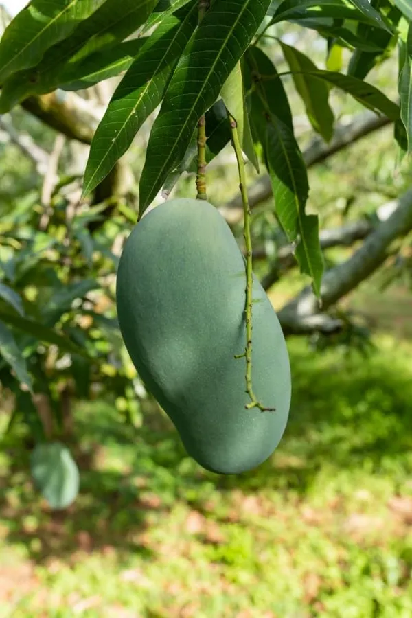 Mallika_Mango_Live_Fruit_Plant_Grafted_Hybrid_Height_1.5-2_Feet_Mango_Tree_King_Of_FruitsHealthy_Live_Plant_For_Home_Garden
