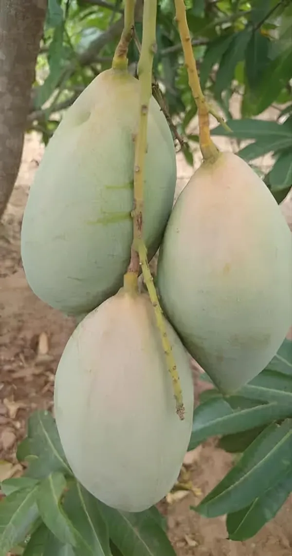 Mallika_Mango_Live_Fruit_Plant_Grafted_Hybrid_Height_1.5-2_Feet_Mango_Tree_King_Of_FruitsHealthy_Live_Plant_For_Home_Garden