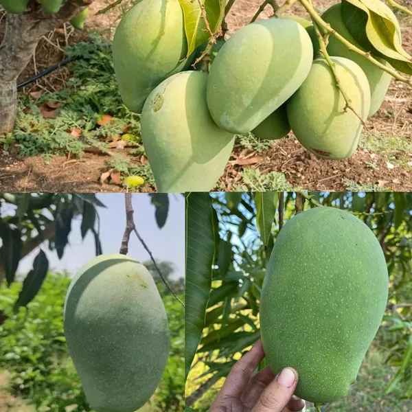 Mallika_Mango_Live_Fruit_Plant_Grafted_Hybrid_Height_1.5-2_Feet_Mango_Tree_King_Of_FruitsHealthy_Live_Plant_For_Home_Garden