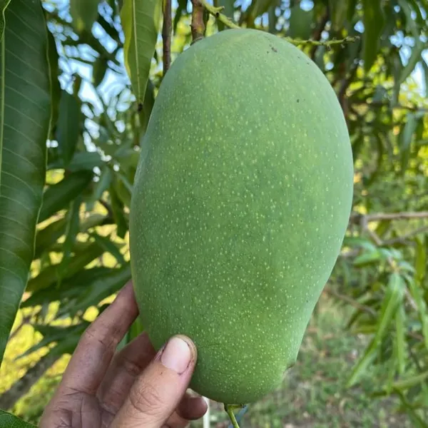 Mallika_Mango_Live_Fruit_Plant_Grafted_Hybrid_Height_1.5-2_Feet_Mango_Tree_King_Of_FruitsHealthy_Live_Plant_For_Home_Garden