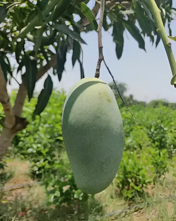 Mallika_Mango_Live_Fruit_Plant_Grafted_Hybrid_Height_1.5-2_Feet_Mango_Tree_King_Of_FruitsHealthy_Live_Plant_For_Home_Garden
