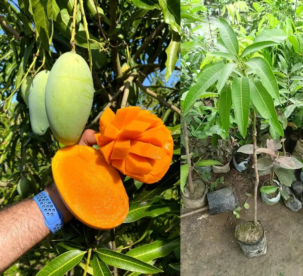 Mallika_Mango_Plant_Grafted_Fruit_After_1-2_Years_Hybrid_Live_Fruit_Tree_Height_1.5-2_Feet,_Pack_Of_1_Plant