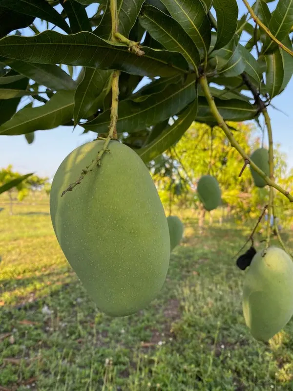 Mallika_Mango_Plant_Grafted_Fruit_After_1-2_Years_Hybrid_Live_Fruit_Tree_Height_1.5-2_Feet,_Pack_Of_1_Plant