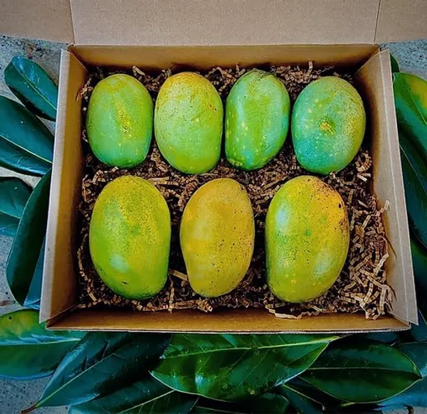 Mallika_Mango_Plant_Grafted_Fruit_After_1-2_Years_Hybrid_Live_Fruit_Tree_Height_1.5-2_Feet,_Pack_Of_1_Plant