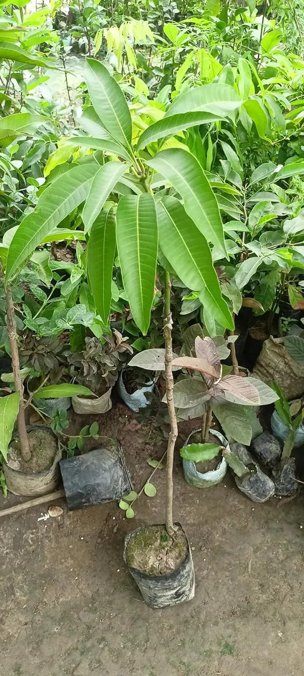 Mallika_Mango_Plant_Grafted_Fruit_After_1-2_Years_Hybrid_Live_Fruit_Tree_Height_1.5-2_Feet,_Pack_Of_1_Plant