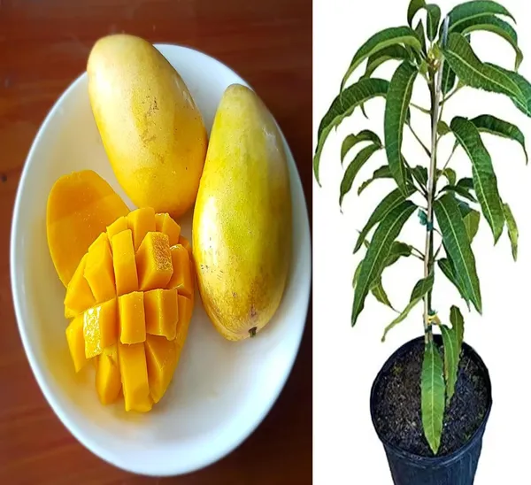Exclusive_Manila_Mango_Tree_-_Elevate_Your_Garden_With_Exotic_Fruit_Varieties_Live_Plant_Fruit_After_2-3_Years_(Grafted_Plant,_1.5-2_Feet_Height)
