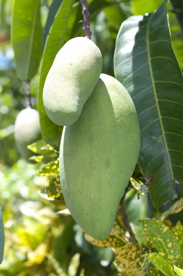 Exclusive_Manila_Mango_Tree_-_Elevate_Your_Garden_With_Exotic_Fruit_Varieties_Live_Plant_Fruit_After_2-3_Years_(Grafted_Plant,_1.5-2_Feet_Height)