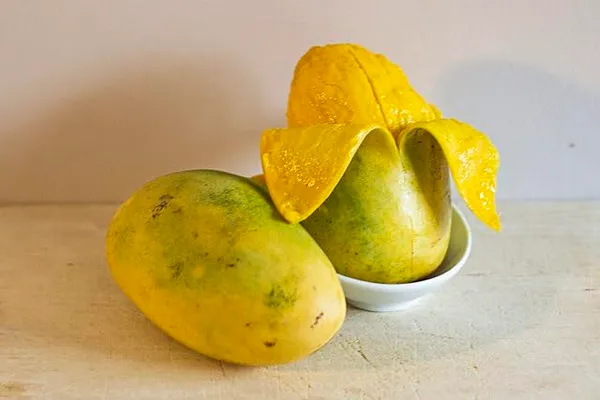 Exclusive_Manila_Mango_Tree_-_Elevate_Your_Garden_With_Exotic_Fruit_Varieties_Live_Plant_Fruit_After_2-3_Years_(Grafted_Plant,_1.5-2_Feet_Height)