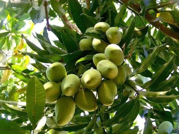 Exclusive_Manila_Mango_Tree_-_Elevate_Your_Garden_With_Exotic_Fruit_Varieties_Live_Plant_Fruit_After_2-3_Years_(Grafted_Plant,_1.5-2_Feet_Height)