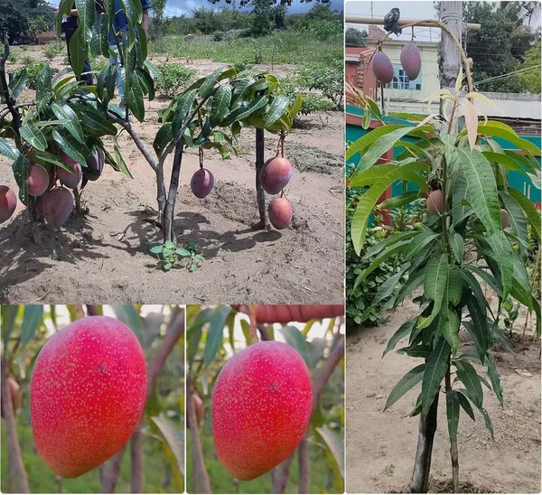 Miyazaki_Mango_Plant_Original_Height_1.5-2_Feet_Grafted_Japanese_Fruit_In_Just_2-3_Years_-_Perfect_For_Home_Gardens_Mango_Tree_Taiyo_No_Tamago_Eggs_Of_Sun