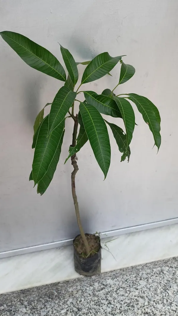 Miyazaki_Mango_Plant_Original_Height_1.5-2_Feet_Grafted_Japanese_Fruit_In_Just_2-3_Years_-_Perfect_For_Home_Gardens_Mango_Tree_Taiyo_No_Tamago_Eggs_Of_Sun