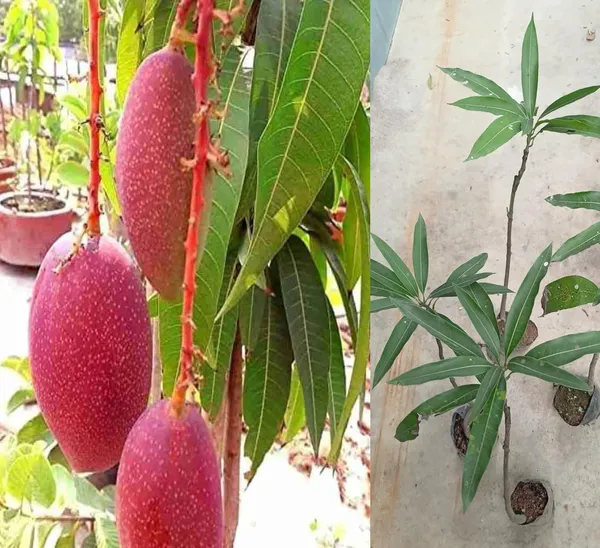 Miyazaki_Mango_Plant_Original_Variety_-_Grafted_Japanese_Fruit_Tree_Height_3_Feet,_Pack_Of_1_Plant
