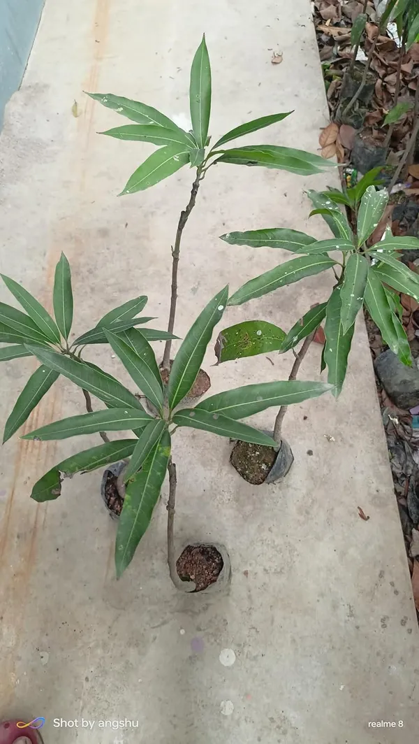 Miyazaki_Mango_Plant_Original_Variety_-_Grafted_Japanese_Fruit_Tree_Height_3_Feet,_Pack_Of_1_Plant