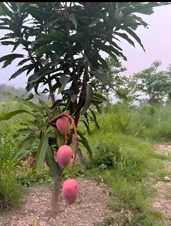 Miyazaki_Mango_Plant_Original_Variety_-_Grafted_Japanese_Fruit_Tree_Height_3_Feet,_Pack_Of_1_Plant