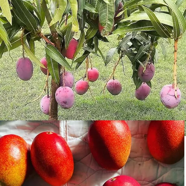 Combo_2Japanese_Miyazaki_Mango_Plant_OriginalBari_Malta_Mosambi_Fruit_Plant_2_Grafted_Hybrid_Tree_Variety_Mango_King_Of_FruitsLive_Plant_For_Home_Garden