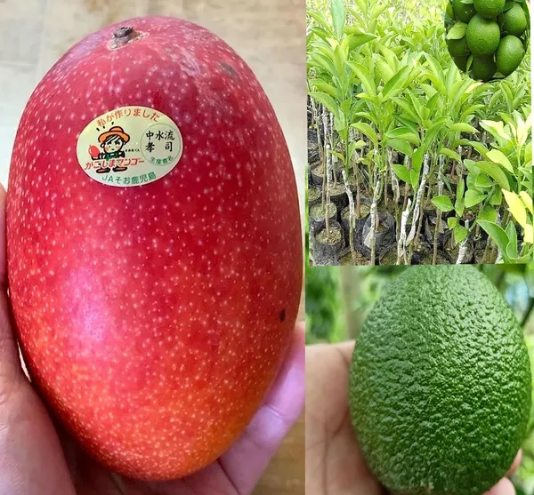 Combo_2Japanese_Miyazaki_Mango_Plant_OriginalBari_Malta_Mosambi_Fruit_Plant_2_Grafted_Hybrid_Tree_Variety_Mango_King_Of_FruitsLive_Plant_For_Home_Garden
