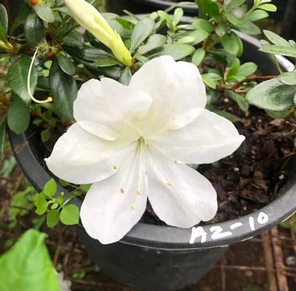 Mizuho_No_Kagami_Azalea_Flower_Height_1.5-3_Feet_Flower_After_1-2_Years_Beautiful_Azalea_Plant_Live_For_Home_Gardening,_Shrub,_Bush_Azalea_Flower_Tree