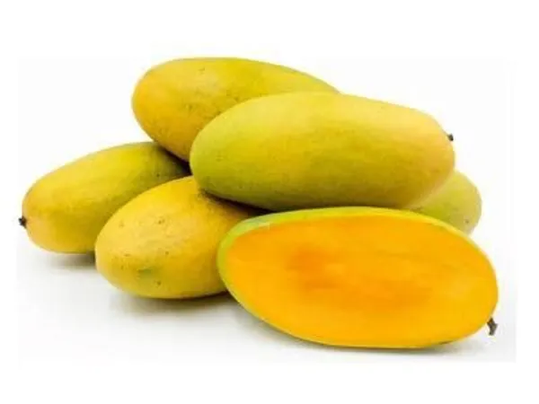 Malgova_Mango_Plant_Hybrid_1_Healthy_Live_Plant_Fruit_After_2.5-3_Years_(Grafted_Plant,_1.5-2_Feet_Height)_Mulgoba_Mango_Tree