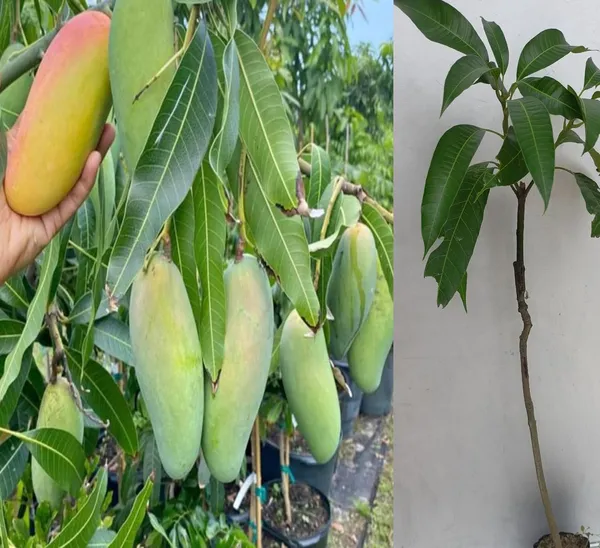Malgova_Mango_Plant_Hybrid_1_Healthy_Live_Plant_Fruit_After_2.5-3_Years_(Grafted_Plant,_1.5-2_Feet_Height)_Mulgoba_Mango_Tree