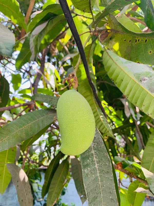 Malgova_Mango_Plant_Hybrid_1_Healthy_Live_Plant_Fruit_After_2.5-3_Years_(Grafted_Plant,_1.5-2_Feet_Height)_Mulgoba_Mango_Tree