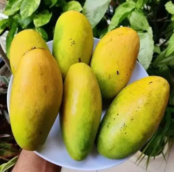 Malgova_Mango_Plant_Hybrid_1_Healthy_Live_Plant_Fruit_After_2.5-3_Years_(Grafted_Plant,_1.5-2_Feet_Height)_Mulgoba_Mango_Tree