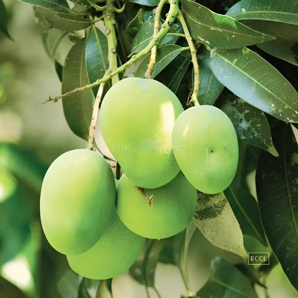 Langra_Mango_Plant_Grafted_Hybrid_Plant_1.5-3_Feet_Height_-2_Live_Fruit_Plant_For_Home_Garden
