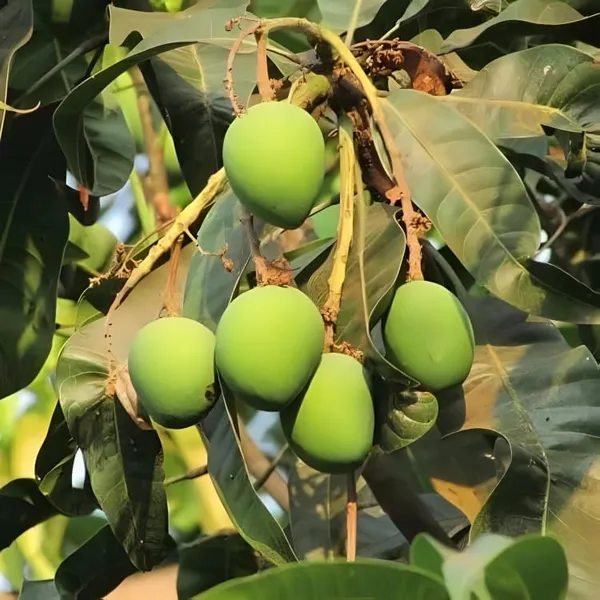 Langra_Mango_Plant_Grafted_Hybrid_Plant_1.5-3_Feet_Height_-2_Live_Fruit_Plant_For_Home_Garden
