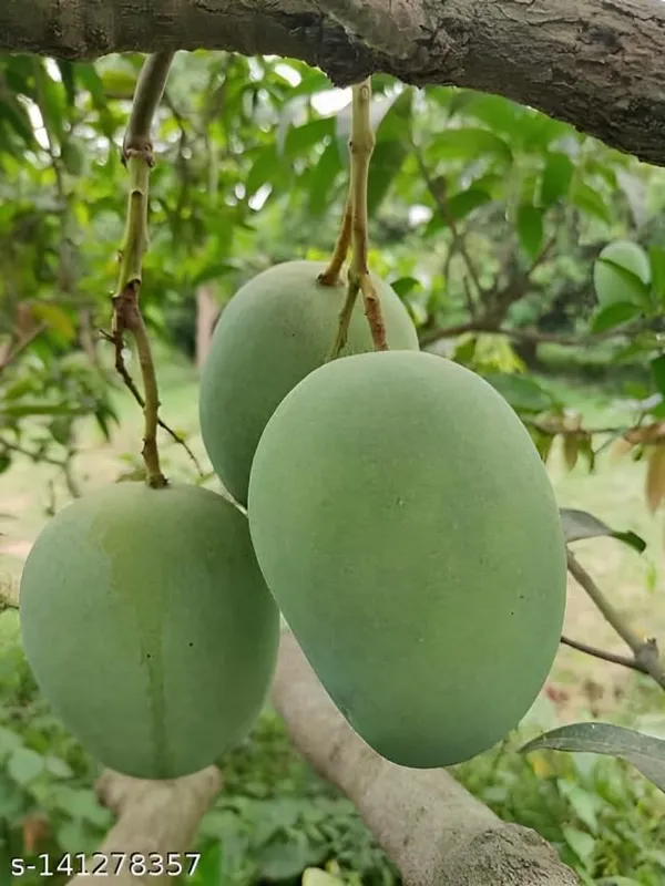 Langra_Mango_Plant_Grafted_Hybrid_Plant_1.5-3_Feet_Height_-2_Live_Fruit_Plant_For_Home_Garden