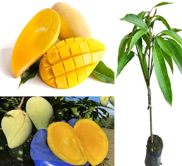 Rare_Thailand_Nam_Dok_Mai_Si_Thong_Golden_Mango_Plant_Juicy_Fruit_After_2-3_Years_Height_1.5-2_Feets
