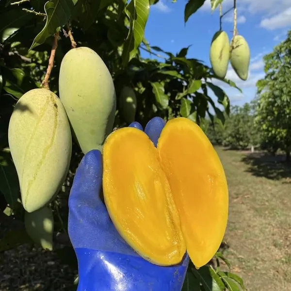 Rare_Thailand_Nam_Dok_Mai_Si_Thong_Golden_Mango_Plant_Juicy_Fruit_After_2-3_Years_Height_1.5-2_Feets