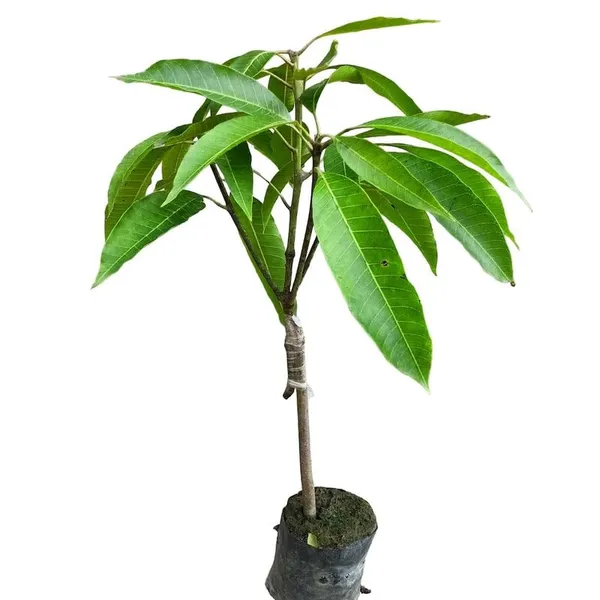 Rare_Thailand_Nam_Dok_Mai_Si_Thong_Golden_Mango_Plant_Juicy_Fruit_After_2-3_Years_Height_1.5-2_Feets