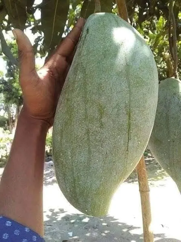 Noorjahan_Mango_Plant_GraftedOutdoor_Hybrid_Mango_Tree_Height_2_Feet_To_3_Feet'_Large_Fruits_Of_Approximately_3_To_4_Kg_Live_Fruit_Plant_For_Home_Garden